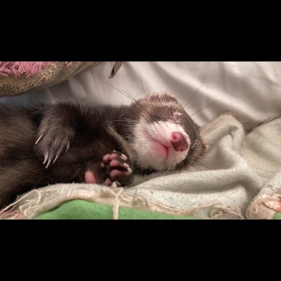 Meet your Posher, Brookelyn - Picture 1 of 1